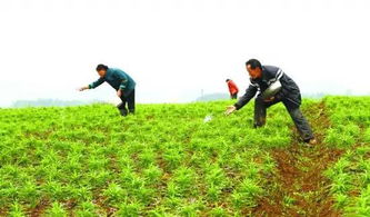 家有三分田，耕种幸福，收获生活