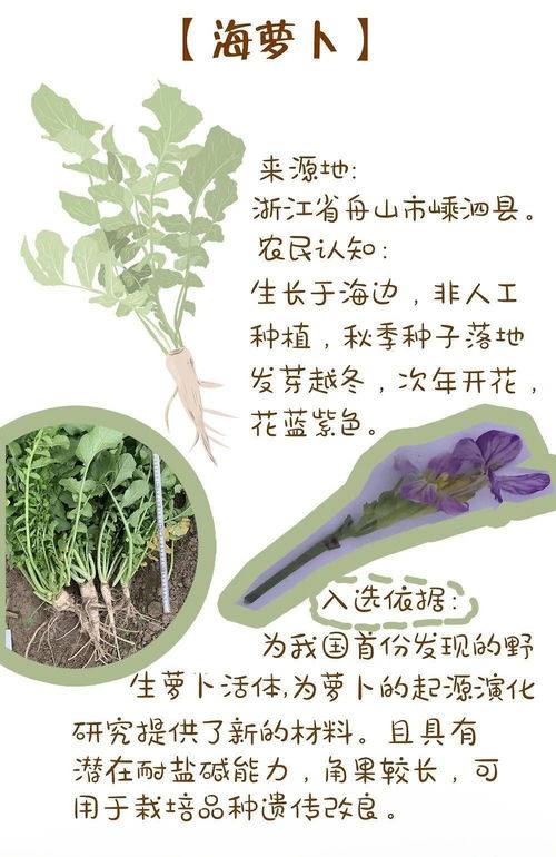 助农变割韭?揭秘网售滞销水果背后的五层套路,从悲情海报到算法围猎,我们捐的不是爱心,是流量税 助农变割韭?揭秘网售滞销水果背后的五层套路,从悲情海报到算法围猎,我们捐的不是爱心,是流量税