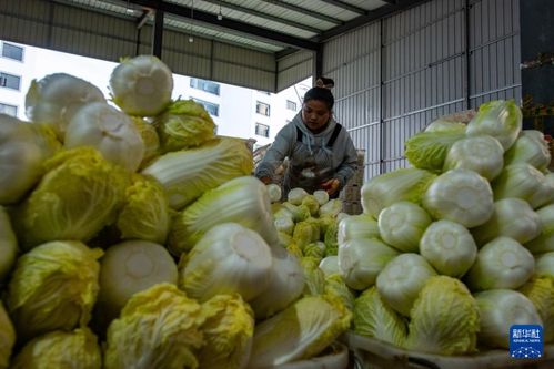 菜篮子里的税密码,一斤白菜、一筐鸡蛋、一袋新米,到底交不交税?看懂农副产品税率,就是守护你饭桌上的实在价 菜篮子里的税密码,一斤白菜、一筐鸡蛋、一袋新米,到底交不交税?看懂农副产品税率,就是守护你饭桌上的实在价