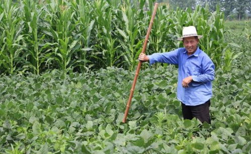 种地也要‘借钱生钱’一位山东老农用5万元贷款买滴灌设备,第二年玉米多收8000斤的真实故事 种地也要‘借钱生钱’一位山东老农用5万元贷款买滴灌设备,第二年玉米多收8000斤的真实故事